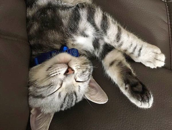 眠るアメリカンショートヘア