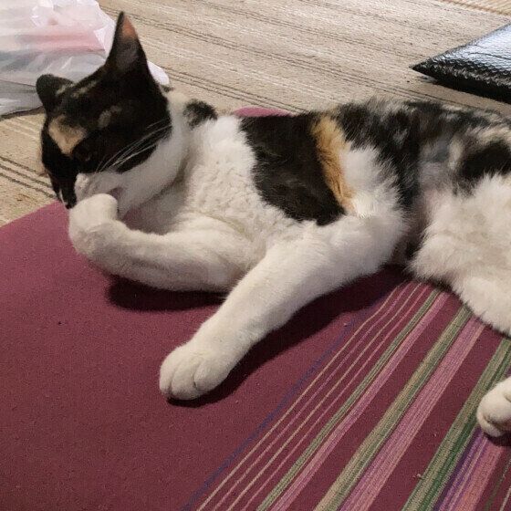 MIX　ミケ　ある  