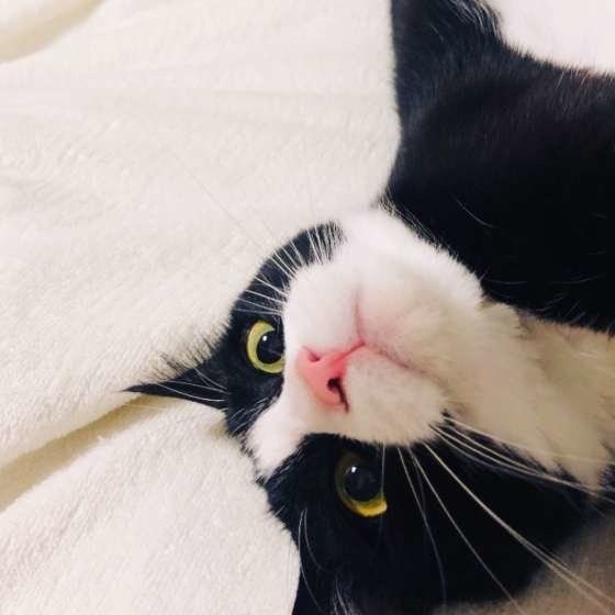 白黒ねこのぴあのくん