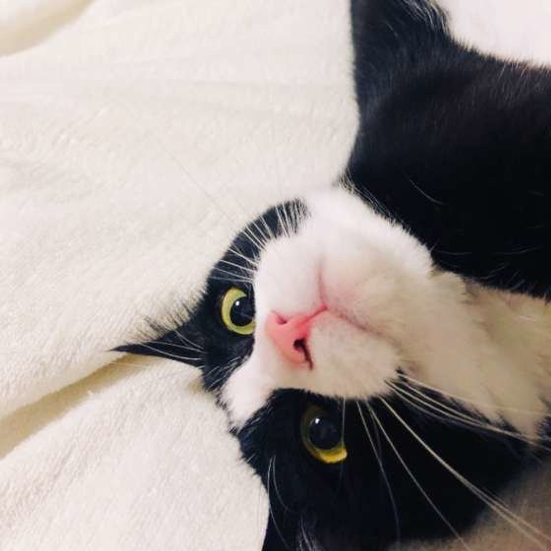 猫が可愛すぎるのでそのワケを調べたら納得の理由が見つかった ねこのきもちweb Magazine 猫が可愛すぎるのでそのワケを調べたら納得の理由が見つかった ねこのきもちweb Magazine