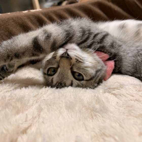 ごろ寝する薄キジトラ