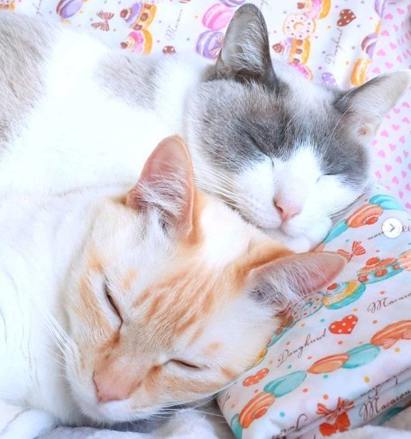 寄り添って眠る猫