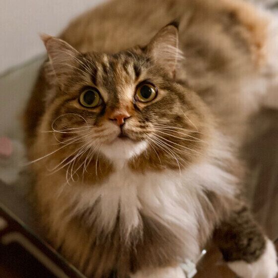 サイベリアンのうにもちゃん