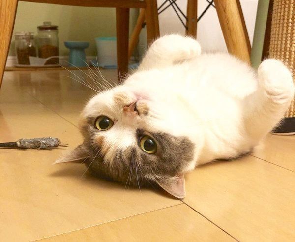 寝転がるスコティッシュフォールド