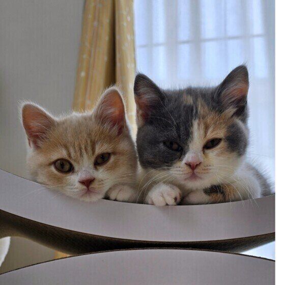 ブリティッシュショートヘアの子猫たち