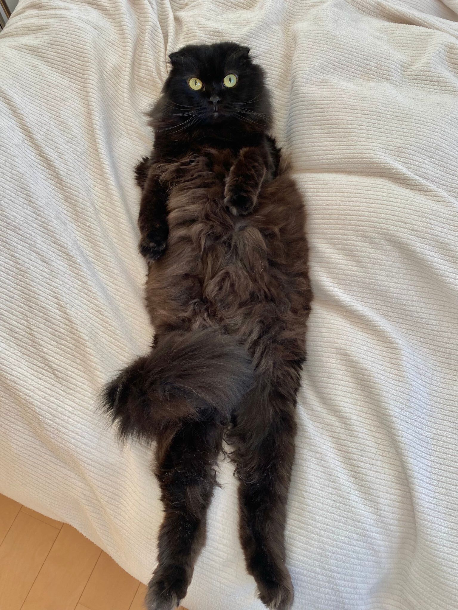 仰向けで寝る９才の黒猫