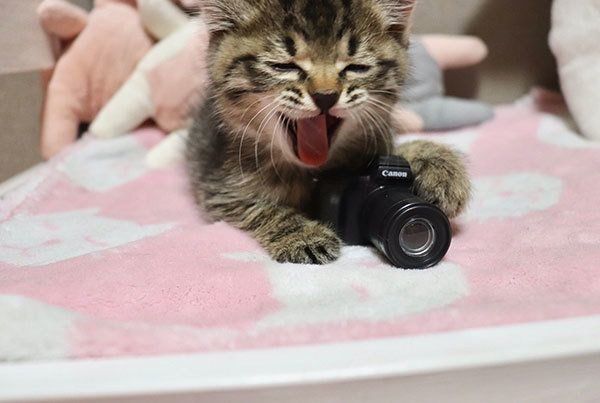 カメラ猫・エルちゃん