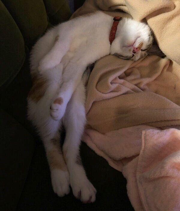 体をくねくねさせて眠るクッキーちゃん