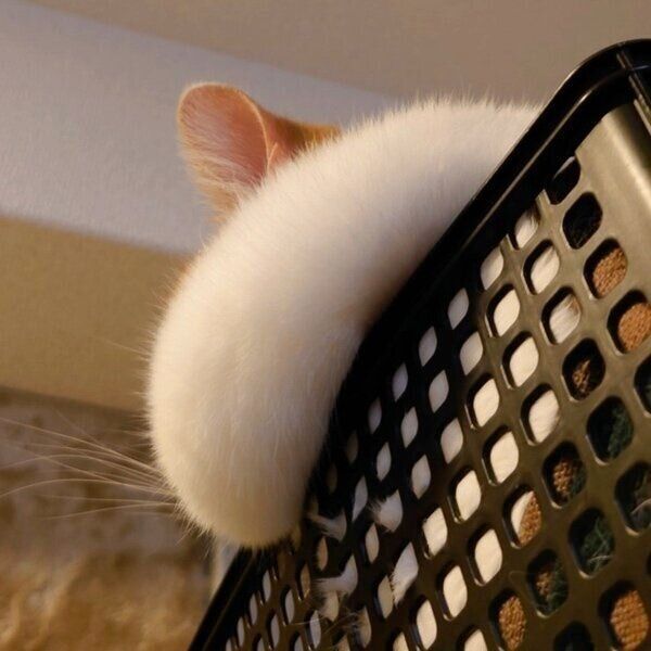 くつろぐおちゃまるくん