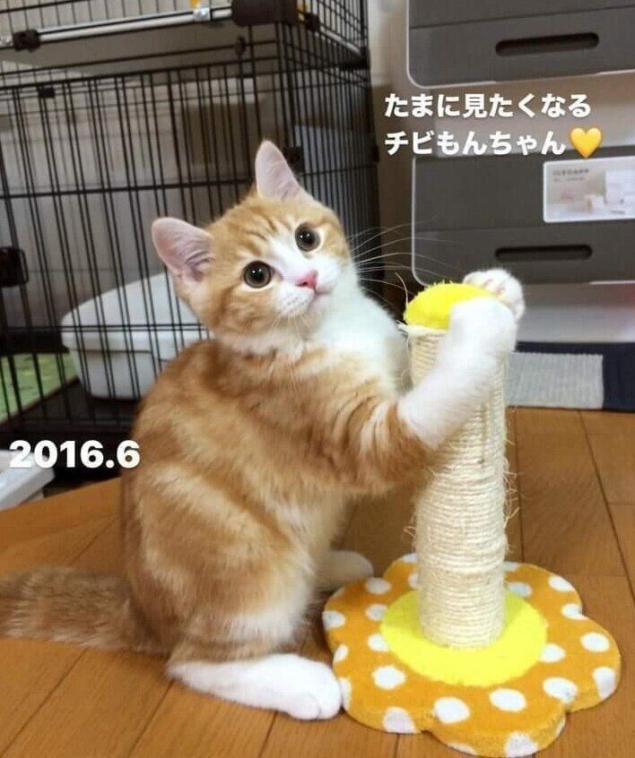 子猫時代のもんちゃん