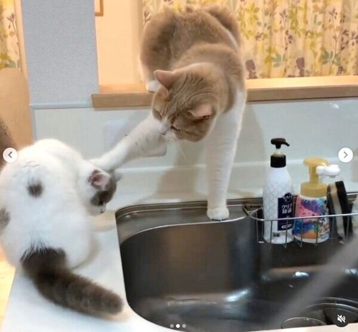 新入り猫に 上下関係 を叩き込む先輩猫と 水に夢中な新入り猫 キッチンで繰り広げられる行動が笑える ねこのきもちweb Magazine 新入り猫に 上下関係 を叩き込む先輩猫と 水に夢中な新入り猫 キッチンで繰り広げられる行動が笑える ねこのきもちweb Magazine