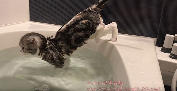 お風呂に入るスコティッシュフォールド