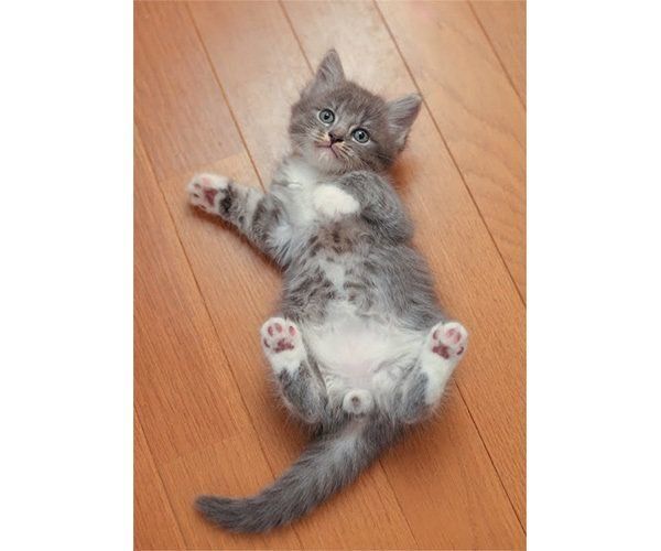 仰向けになる猫