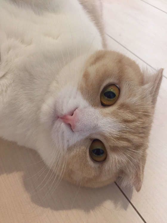 スコティッシュフォールドのももこちゃん