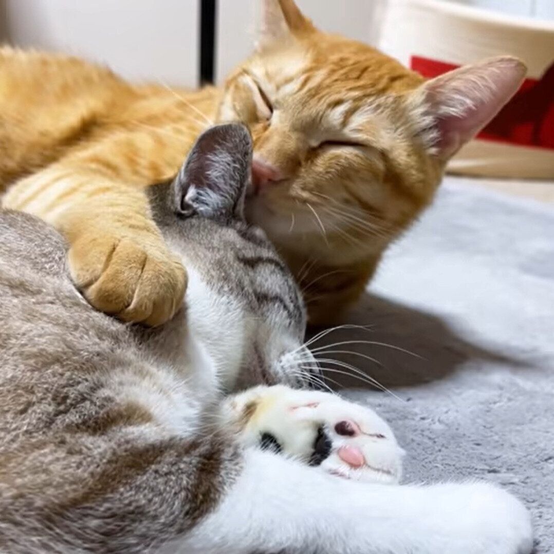 リノちゃんに気付いたリクちゃん