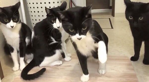 シャワーが気になる猫たち