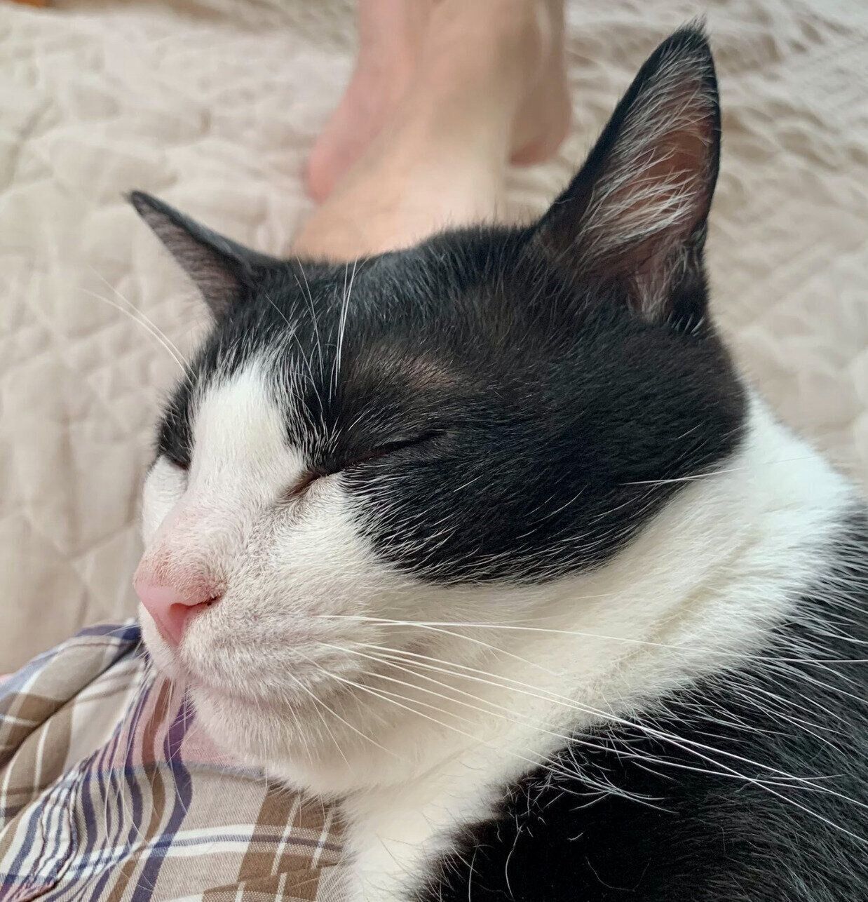 飼い主さんの膝の上で眠るカツオくん