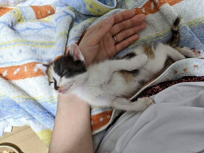 眠るシナちゃん