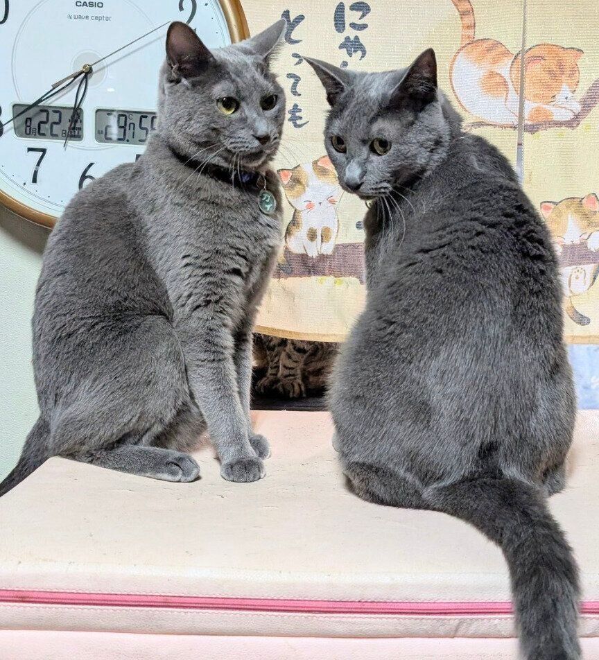 密談中のカイくんとグリくん