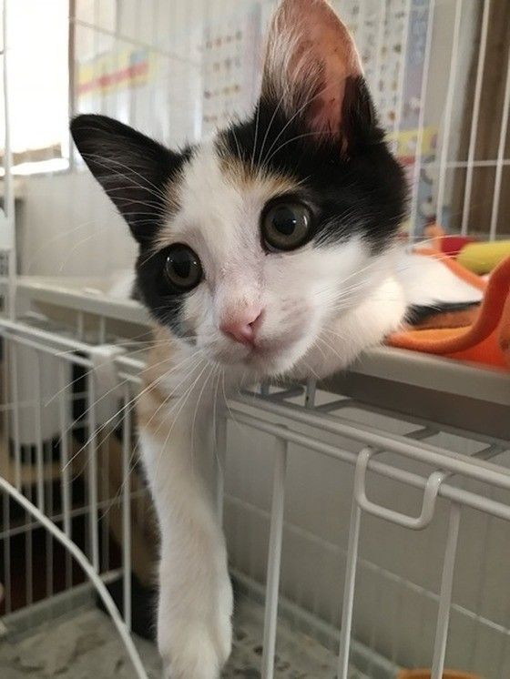 人間て忙しそうだニャー