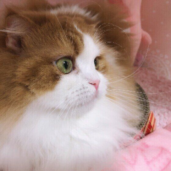 スコティッシュフォールドのさくらちゃん