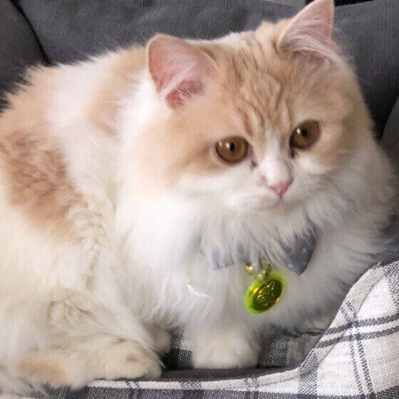 くつろぐマンチカン・ロングヘア