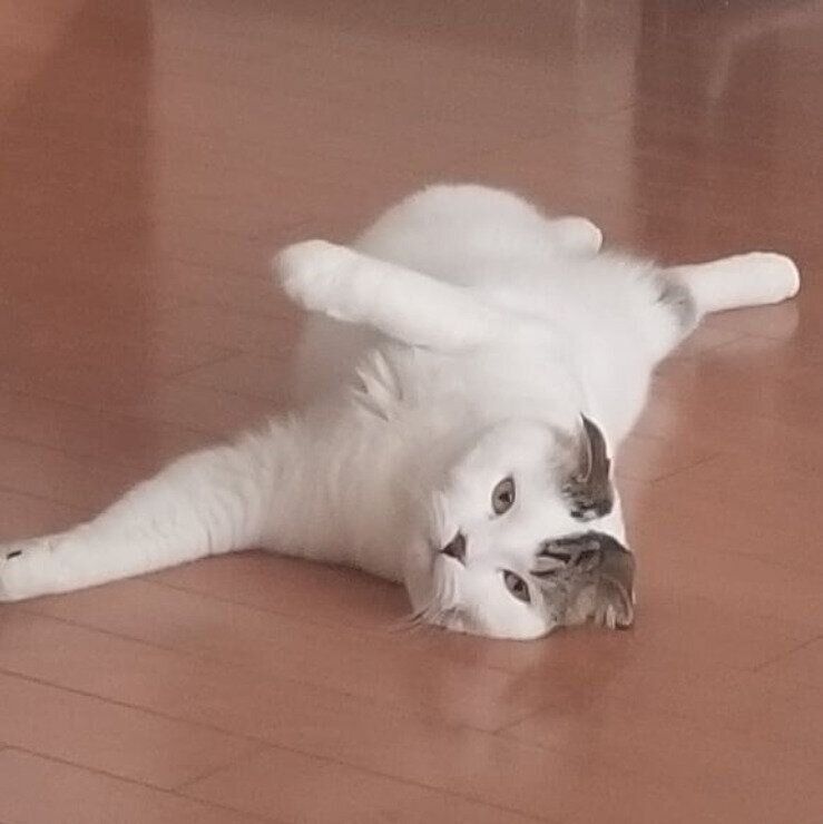 無の表情で落ちてるモルダくん