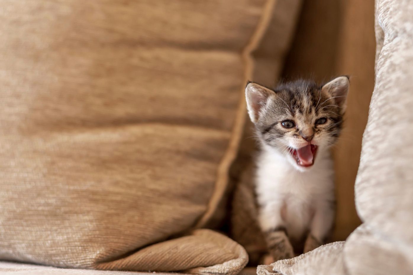 いつもと違う 病気 それとも老化 猫の鳴き声の見極め方 ねこのきもちweb Magazine いつもと違う 病気 それとも老化 猫の鳴き声の見極め方 ねこのきもちweb Magazine