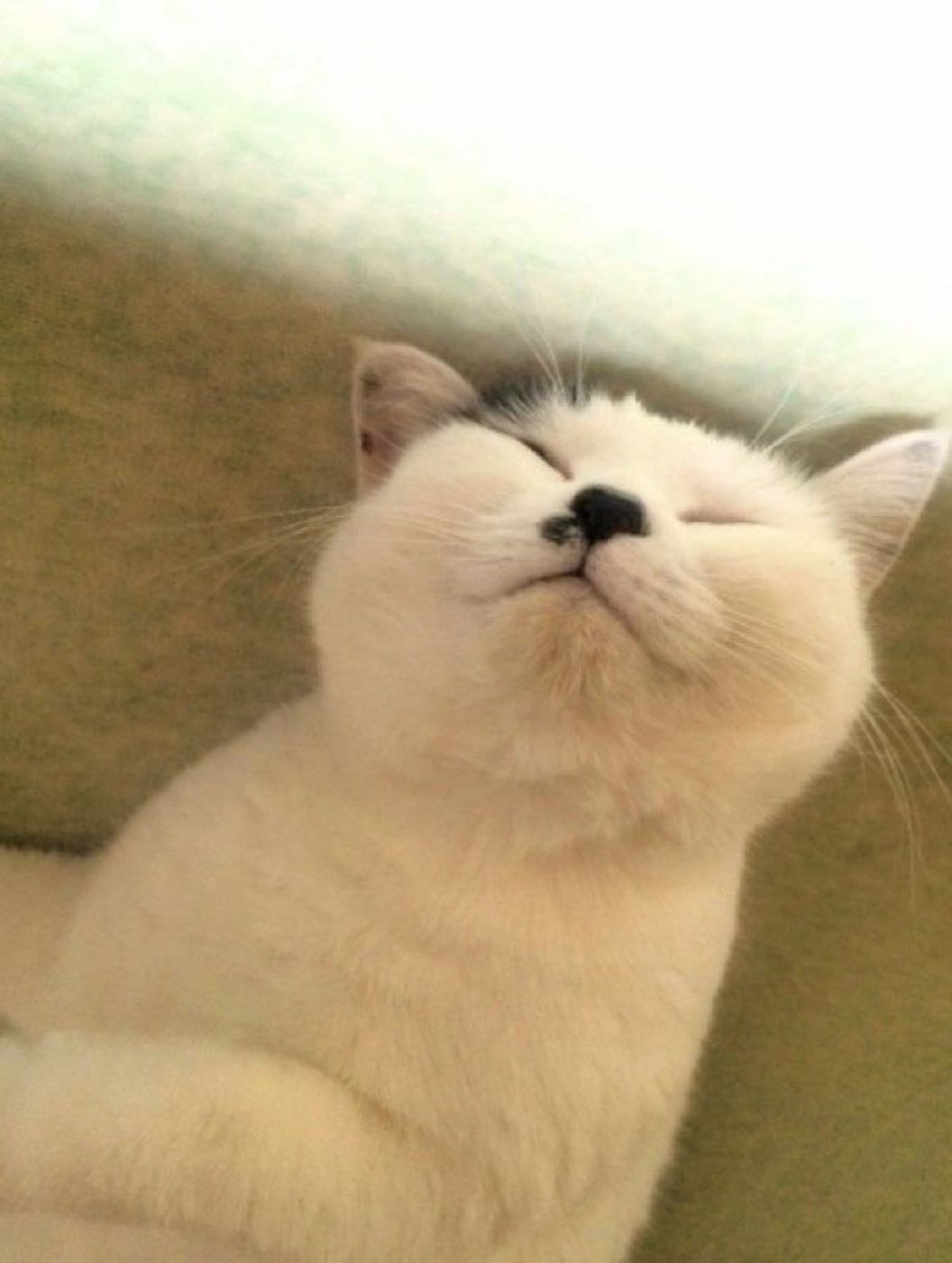 自分のしっぽの存在に気付いた猫 驚き終わった後の反応 に癒される ねこのきもちweb Magazine 自分のしっぽの存在に気付いた猫 驚き終わった後の反応 に癒される ねこのきもちweb Magazine