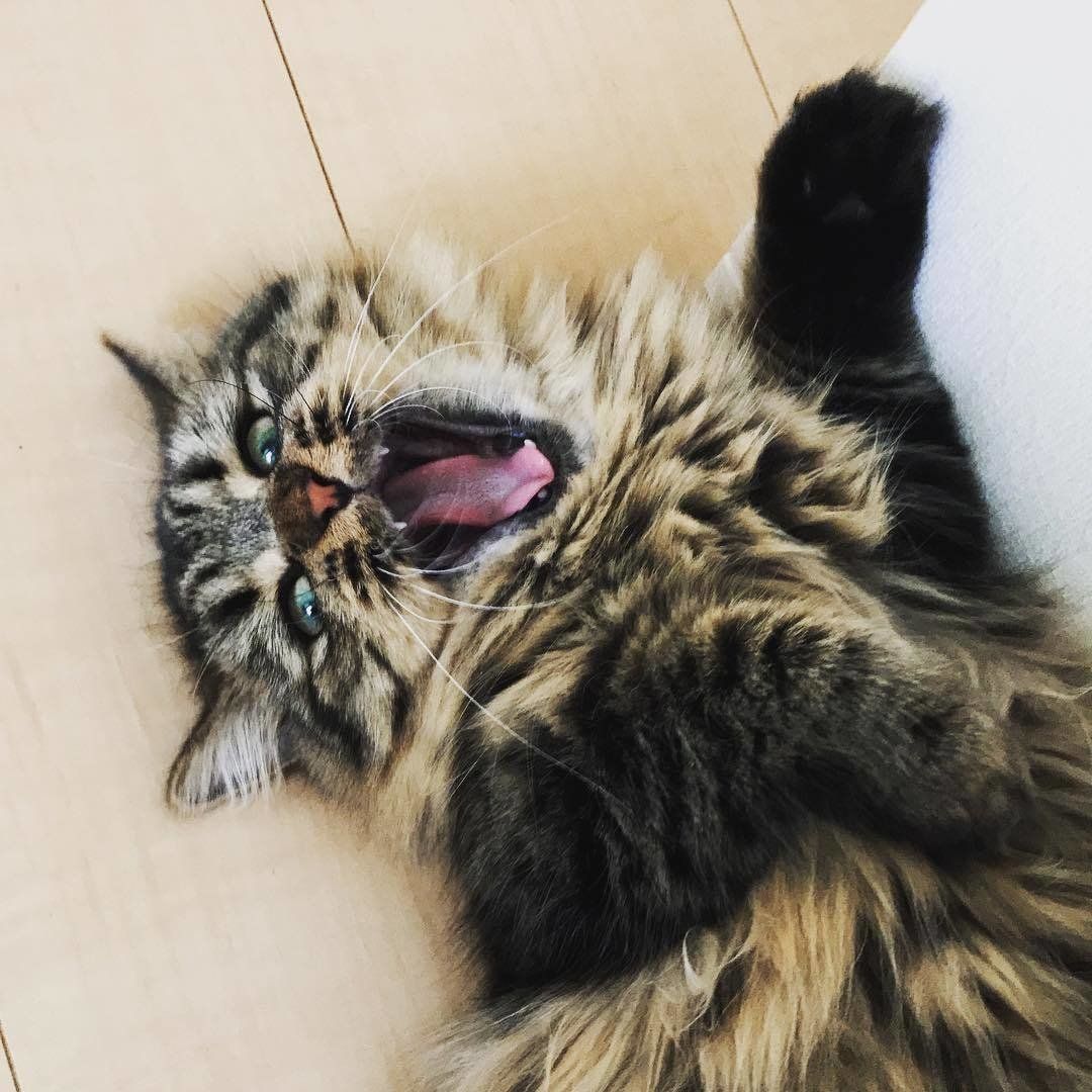 おはぎちゃんのあくび