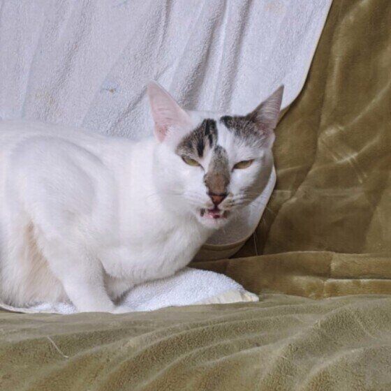 フレーメン反応中の鱧ちゃん