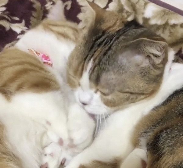 毛づくろいするマンチカン