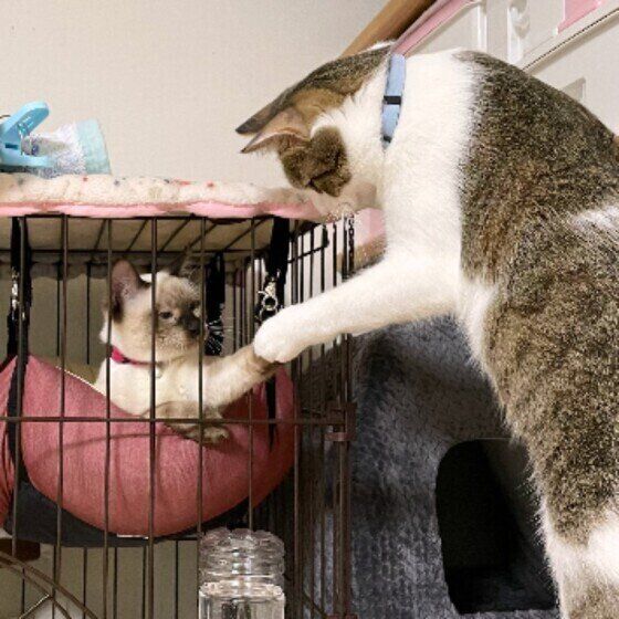 新入り猫とハイタッチする五郎くん（MIX）