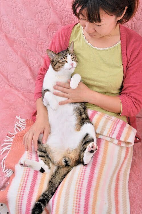 飼い主さんのひざの上で甘える猫