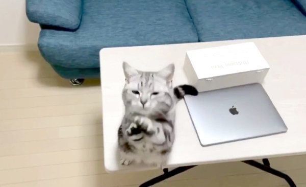 テーブルの上に乗るアビーちゃん