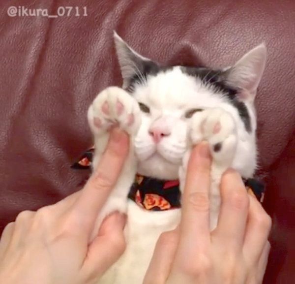 マッサージをしてもらう猫