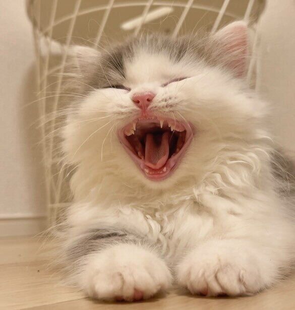 大きなあくびをするイヴちゃん