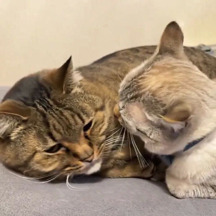 目を覚まし、毛づくろいをするくうくんとうしおくん