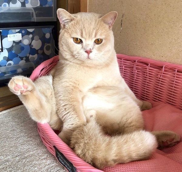 くつろぐブリティッシュショートヘア