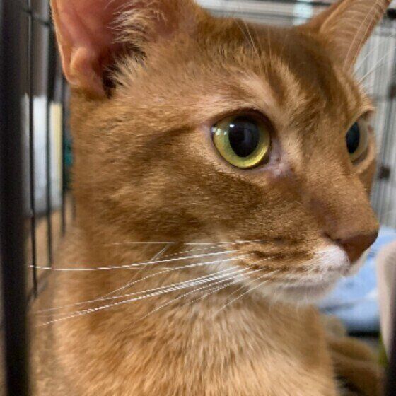 アビシニアンのシンバくん