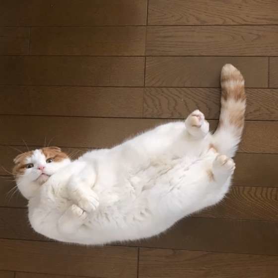 寝転がるスコティッシュフォールド