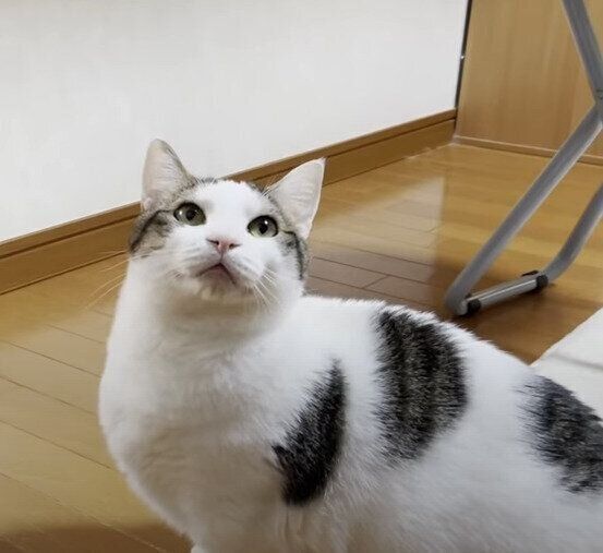 訴える猫
