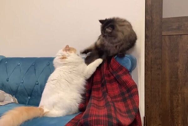 じゃれ合うチロルくんとアポロくん