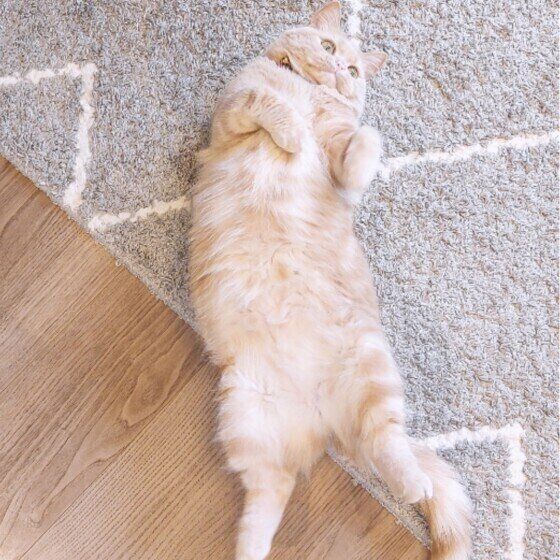 マンチカンのももちゃん