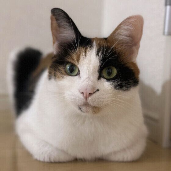 MIX（ミケ）のももちゃん