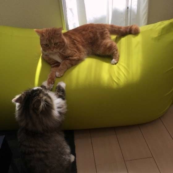 邪魔されるスコティッシュフォールド