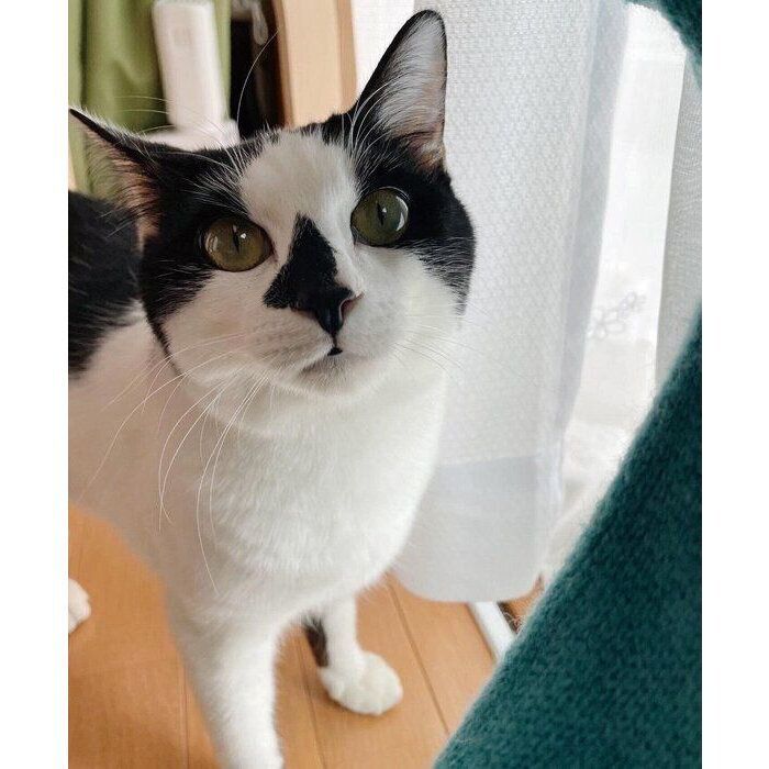 お迎えしたばかりのころのごましおくん