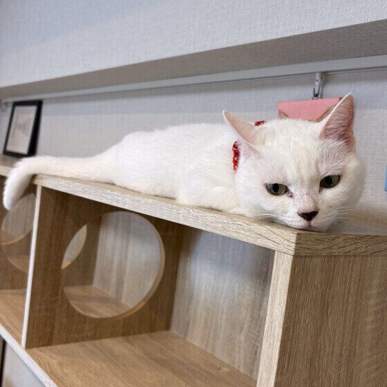 MIX白のシフォンちゃん