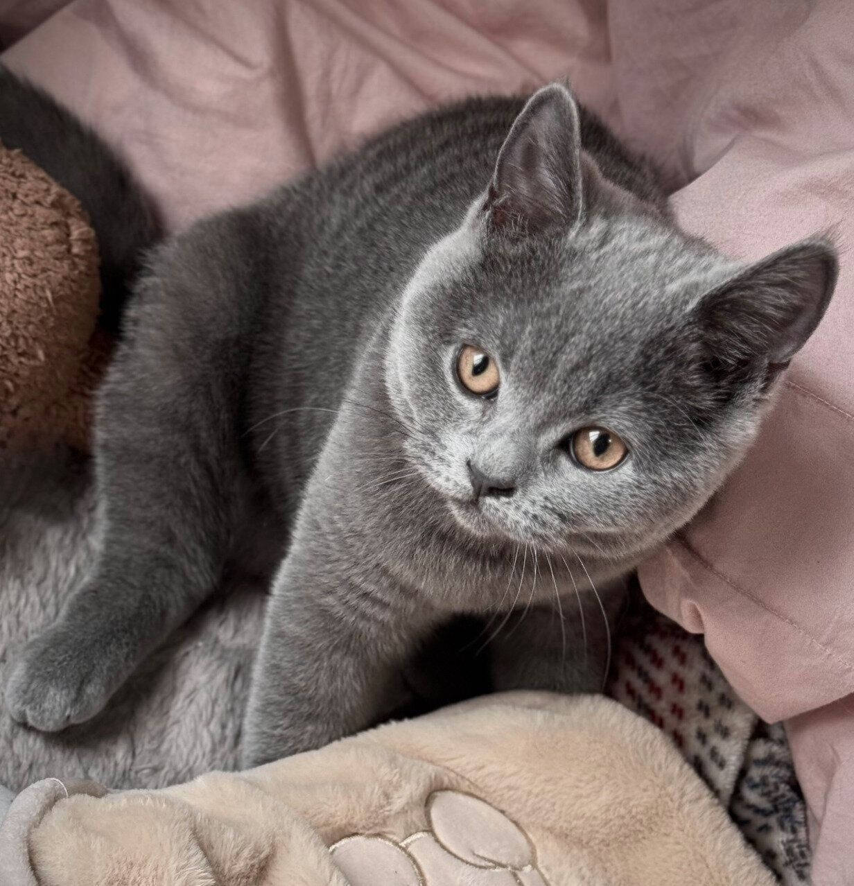 まったりするふてのしんくん