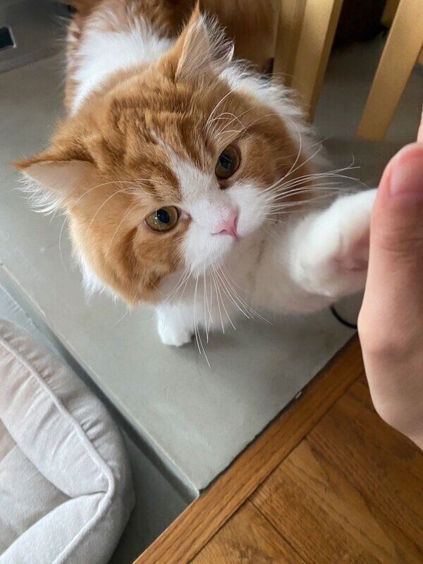 2週間の特訓でおぼえた「タッチ」を披露するノワくん